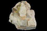 Unprepared, Oreodont (Merycoidodon) Jaw Section - South Dakota #136048-1